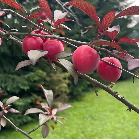 U Lawendowej Wiedzmy Séjour à la ferme