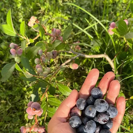 U Lawendowej Wiedzmy Séjour à la ferme *