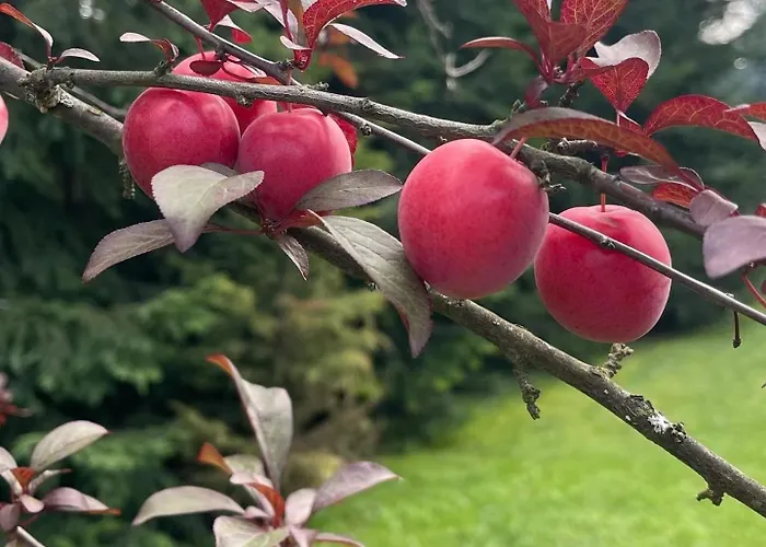 U Lawendowej Wiedzmy Vakantieboerderij