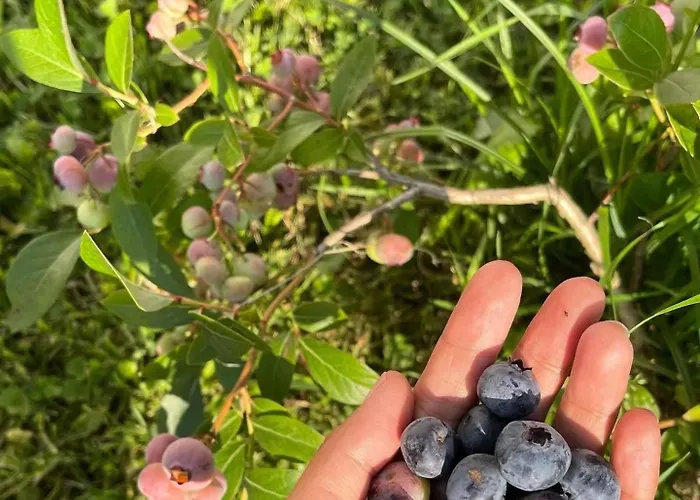 U Lawendowej Wiedzmy مزرعة للإقامة *